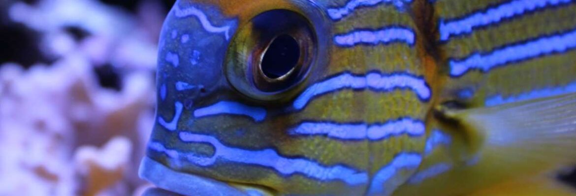 Aquarium de Dunkerque