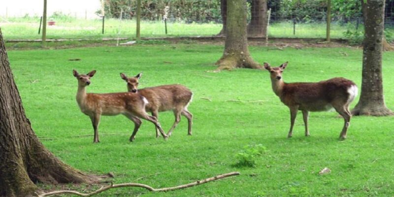 Parc Des Vernaux