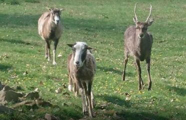 Parc animalier du Mont Narbonne – Saint-Léonard-des-Bois