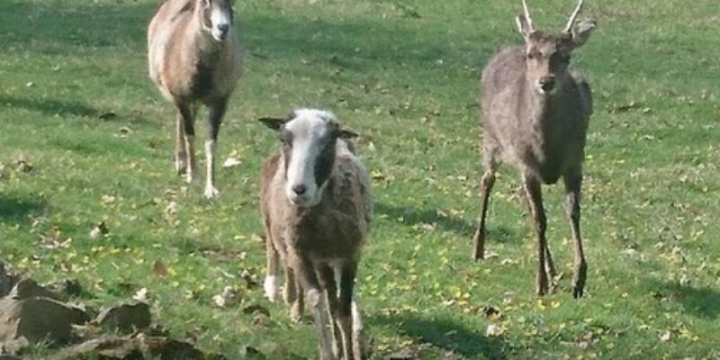 Parc animalier du Mont Narbonne – Saint-Léonard-des-Bois