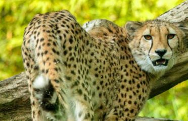 Zoo d’Amnéville