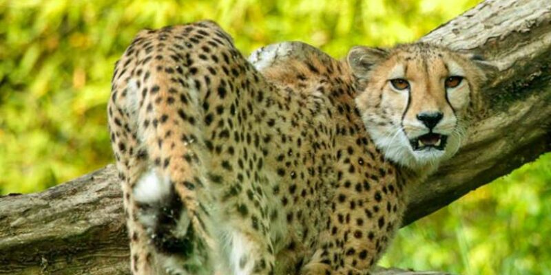 Zoo d’Amnéville