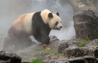 ZooParc De Beauval