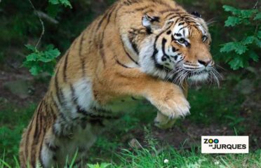 Parc Zoologique de Jurques