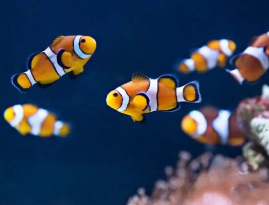 SEA LIFE Val d’Europe