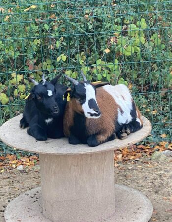 Parc Animalier de la Sainte Victoire