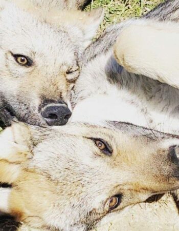 Parc Animalier de la Sainte Victoire