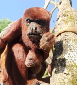 une naissance exceptionnelle à planète sauvage bienvenue à « masi », le singe hurleur roux