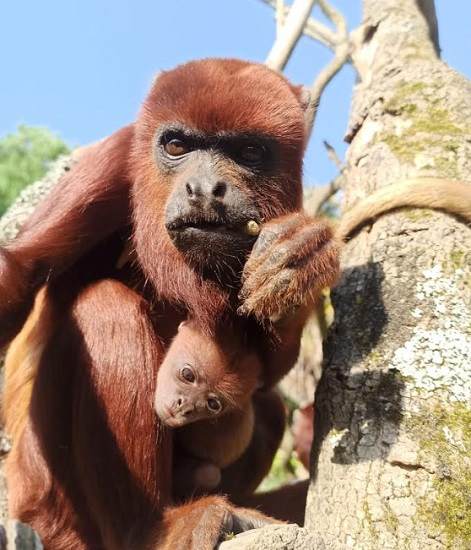 une naissance exceptionnelle à planète sauvage bienvenue à « masi », le singe hurleur roux